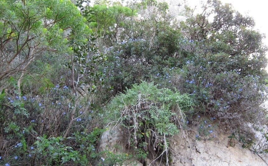 Lithodora rosmarinifolia / Erba-perla mediterranea